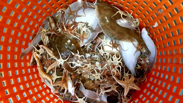 oranje mand met schelpen in 
